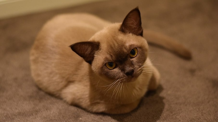 O gato birmanês conhecido hoje descente de uma gata que viveu na década de 1930, chamada Wong Mau