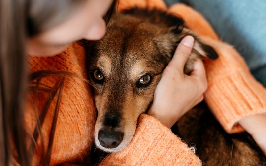 O que muda na vida de quem adota um pet?