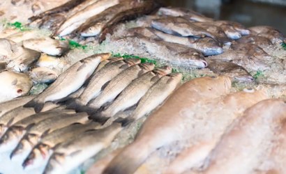 Peixes: primavera pode aumentar oferta de corvina e pescadas