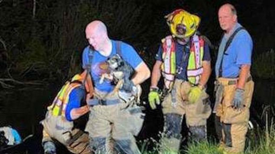 O cachorro foi resgatado com vida após acidente grave