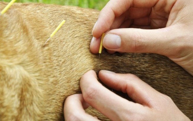 Acupuntura para cachorro e gato: bem-estar e alívio da dor Acupuntura para cachorro e gato: bem-estar e alívio da dor