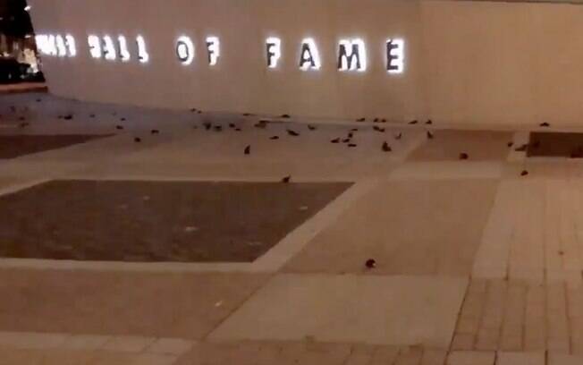 Muitos pássaros que se jogaram contra a parede de vidro do Hall da Fama da Nascar morreram