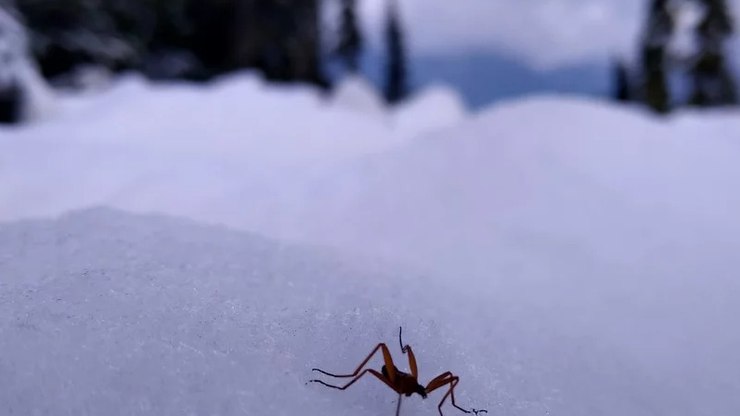 Moscas-da-neve%20se%20mutilam%20para%20sobreviver%20ao%20frio%20mortal