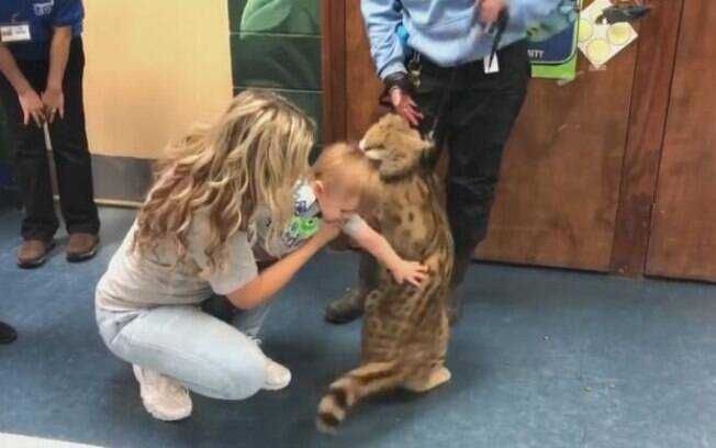 Gato selvagem morde a cabeça de criança durante festa de aniversário no zoológico