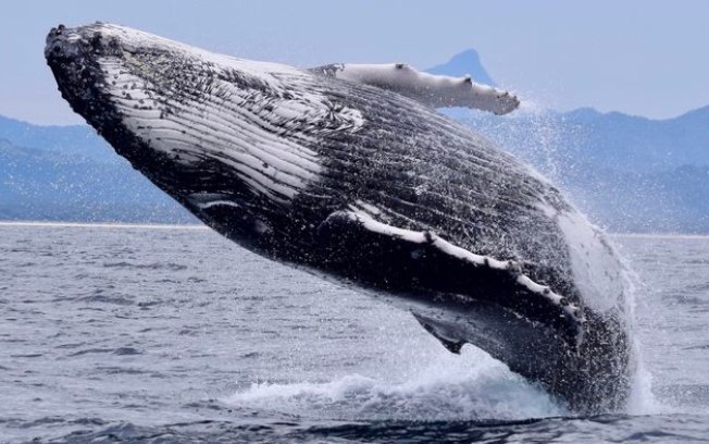Baleias são vistas usando algas para fazer skincare e brincar pelos mares
