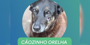 Pais e tio são indiciados por coação no caso do cão Orelha