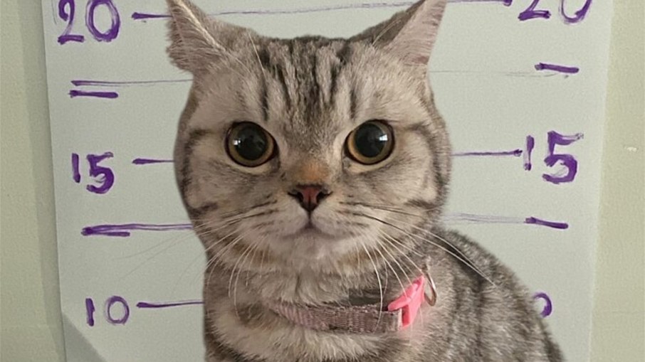 Gatinha é “fichada” após arranhar policiais na Tailândia