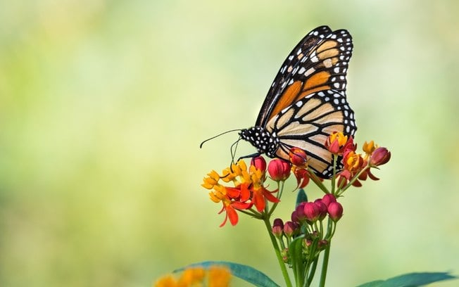 Descubra as plantas ideais para atrair borboletas e beija-flores para o seu jardim