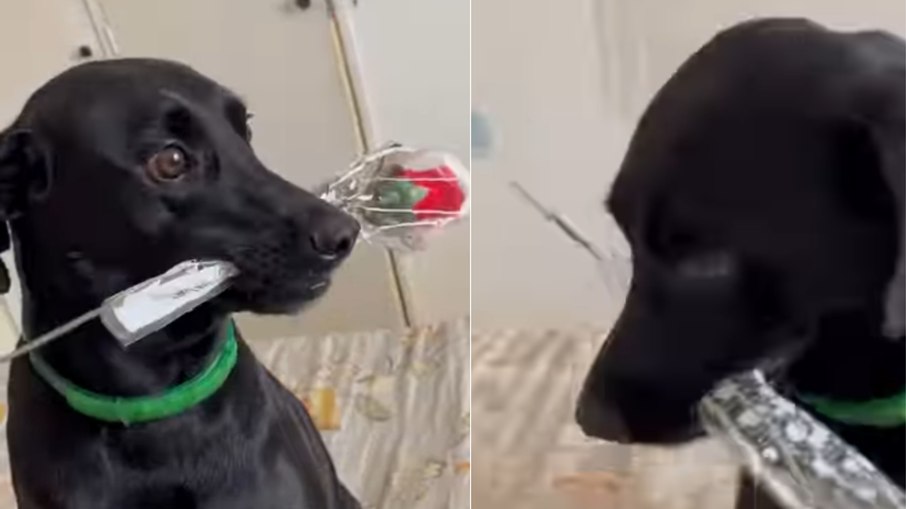 Cachorro é flagrado roubando rosas e tenta disfarçar Cachorro é flagrado roubando rosas e tenta disfarçar