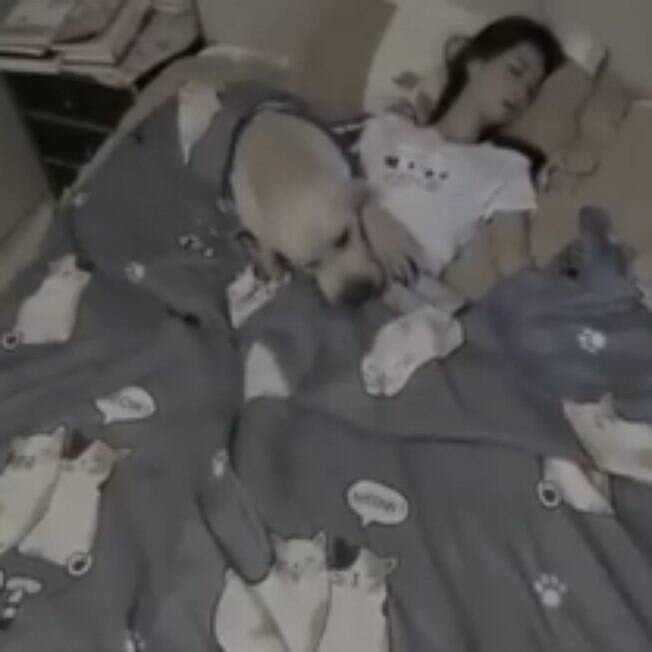 Cão é flagrado colocando cobertor na dona em vídeo viral do Tiktok
