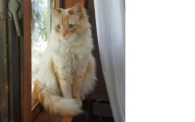 Sochi se difere dos outros gatos por ser sociável e fazer amizade rapidamente 