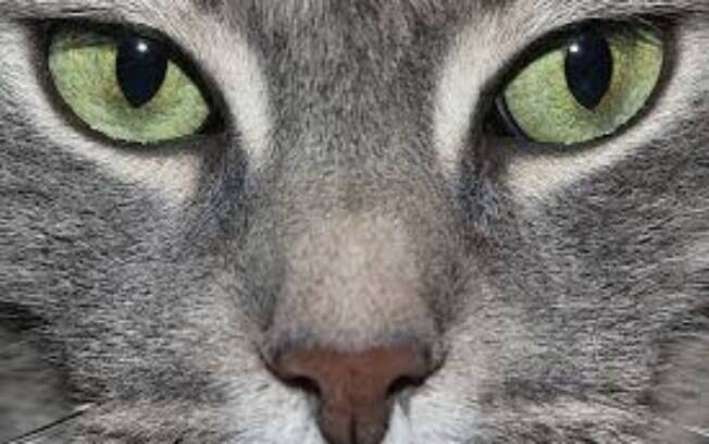 Descubra curiosidades sobre os olhos de gatos          