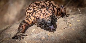 Monstro Gila: conheça o animal "pai" do Ozempic