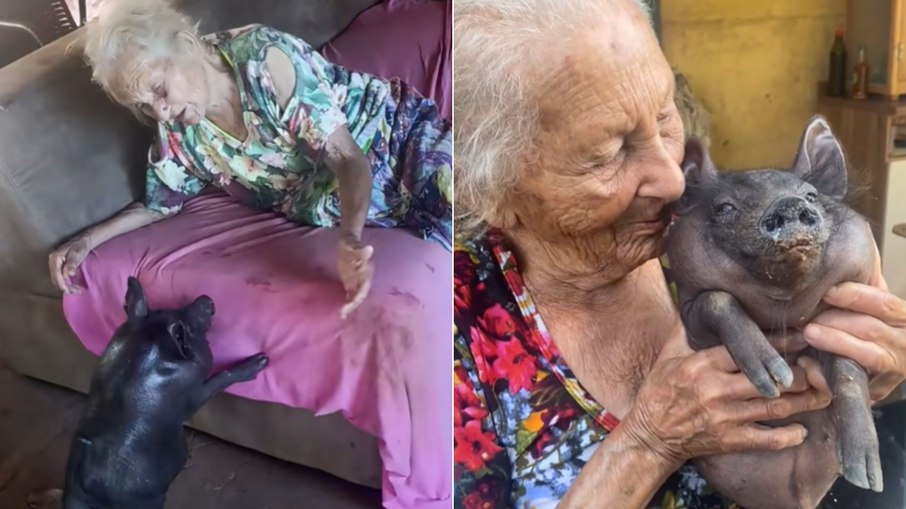 Senhora emociona ao mostrar rotina com porco deficiente 'Chumbinho' Senhora emociona ao mostrar rotina com porco deficiente 'Chumbinho'