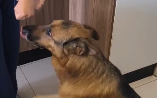 Cão surpreende ao tomar remédio sem nenhuma resistência