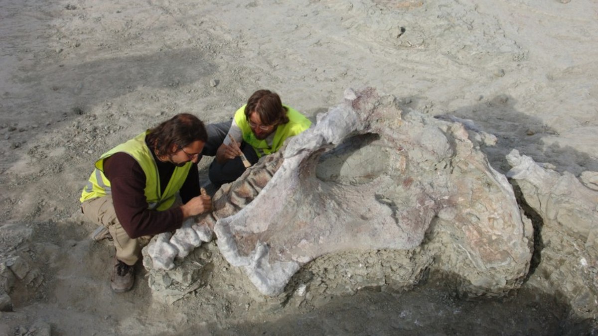 Paleontólogos extraem fóssil de Qunkasaura na Espanha