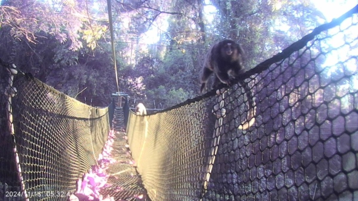 Passagens de fauna são construções que proporcionam a travessia segura de animais silvestres por rodovias, ferrovias e outras infraestruturas lineares