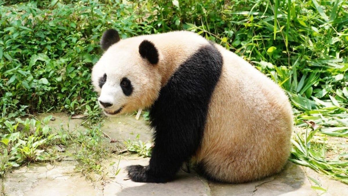 Chinas enviou 'pandas diplomáticos' ao Catar
