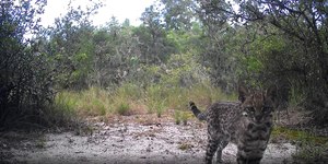 VÍDEO: Menor felino do Brasil é filmado em Porto Alegre
