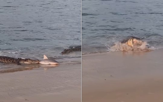 Crocodilos tentam devorar filhote de tubarão em rio da Austrália