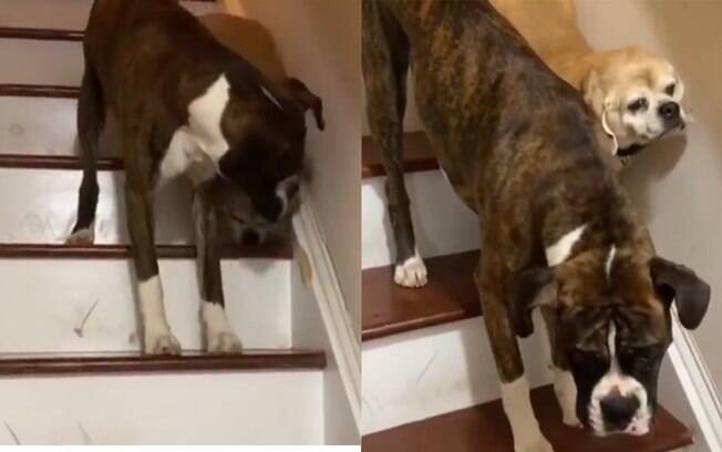 Viraliza vídeo de cachorro ajudando outro a descer a escada