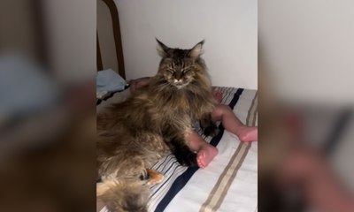 Gato dorme sobre bebê e é flagrado por babá eletrônica