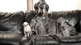 Cão chama atenção pelo gingado durante passeio