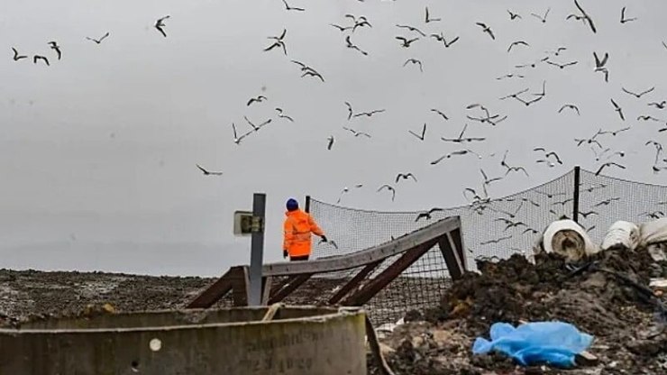 Gaivotas ‘invadem’ vila na Inglaterra e deixam moradores confinados