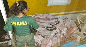 Fruta nativa do Sul do Brasil: conheça a goiaba-serrana 