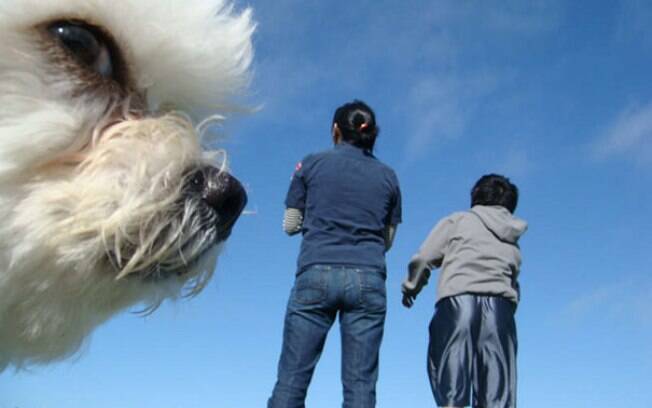 Cachorros muito engraçados que arruinaram uma foto perfeita!