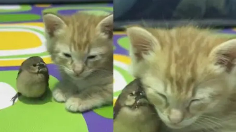 Gato e passarinho viram melhores amigos e emocionam milhões Gato e passarinho viram melhores amigos e emocionam milhões