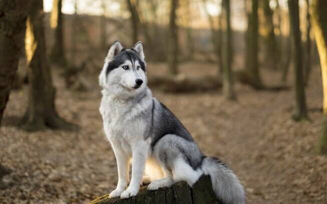 O husk siberiano faz parte das raças de cachorro que soltam mais pelo