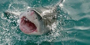 Conheça o ranking de lugares com mais ataques de tubarão no mundo