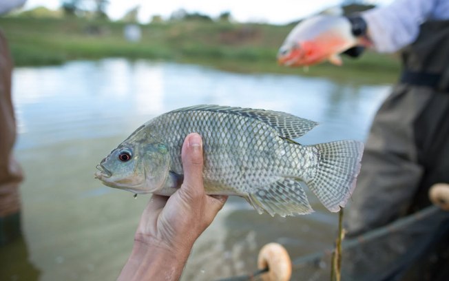 Tilápia africana invade lagoa de Altamira e ameaça o Xingu - Foto
