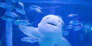 Vídeo: tubarão Ritinha, moradora do AquaRio, prevê vitória do Brasil em estreia na Copa do Mundo