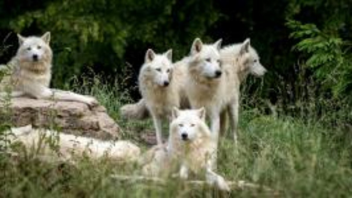 Lobo do ártico