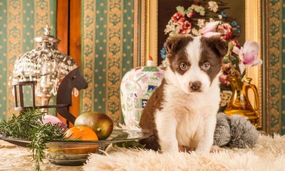 Mercado imobiliário de luxo passa a priorizar espaços pet em SP