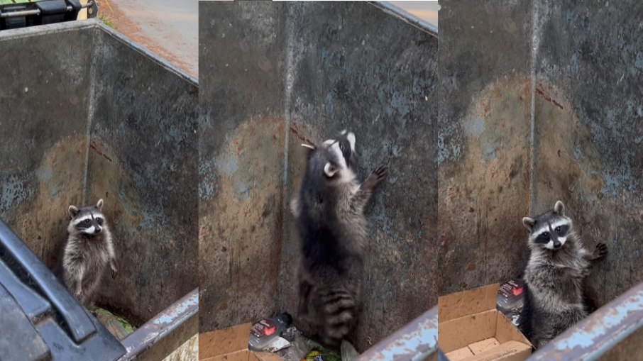 O guaxinim pediu ajuda depois de muito tentar e não conseguir escapar sozinho