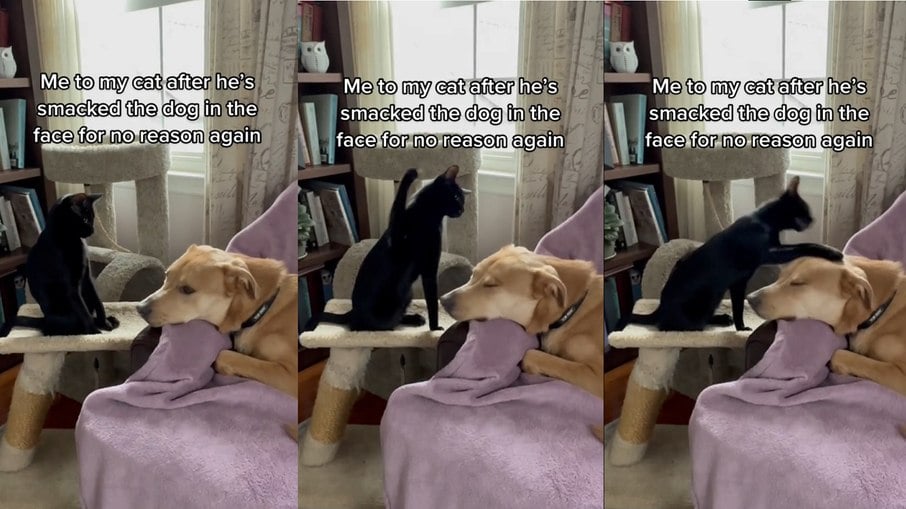 Domes, o gatinho preto, ama provocar seu melhor amigo, o cachorro Apollo