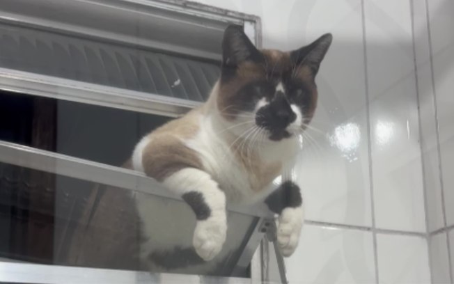 Gato escala janela do banheiro para beber água do chuveiro