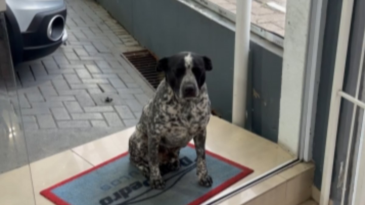 Funcionário de quatro patas recebe amigo com cumprimento especial