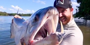 “Peixe-vampiro” com presas de 7 centímetros é capturado; vídeo
