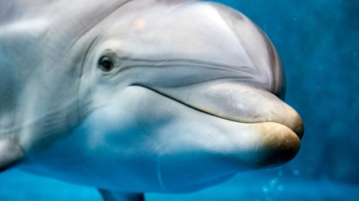 7 animais mais inteligentes do mundo