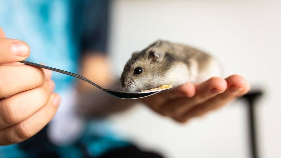 Pesquisa revela que hamsters têm a maior resistência ao álcool de todo o reino animal.