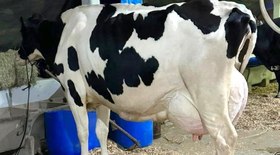Morre o cavalo que mudou a raça Crioula