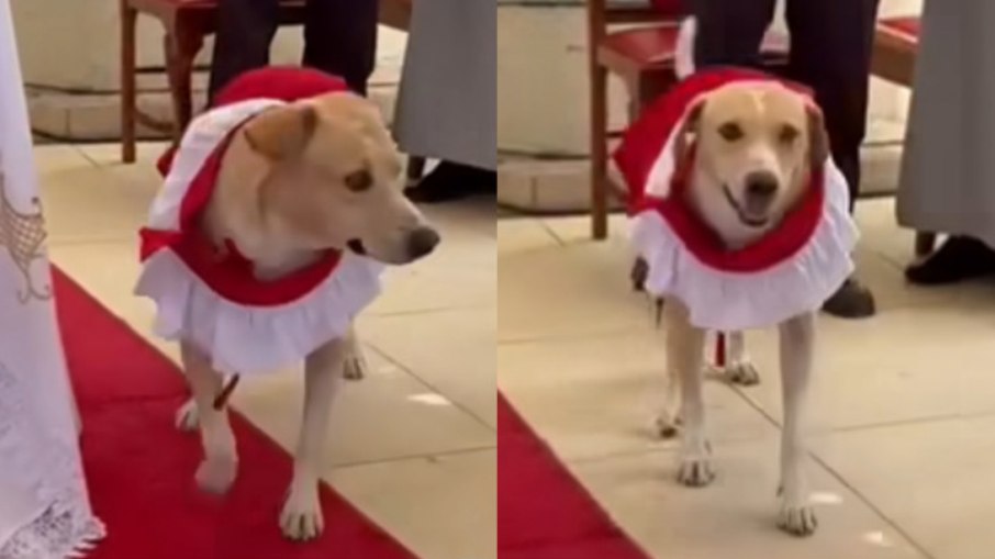 Cachorro repercutiu por participação especial Cachorro repercutiu por participação especial