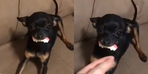 Cão imita “vampiro” com dentadura e viraliza