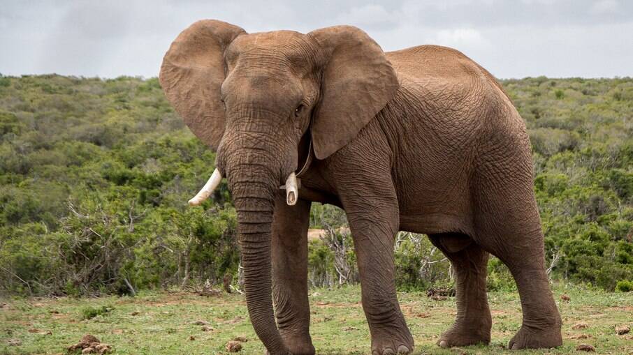 Elefantes nasceram em evento raro no Quênia