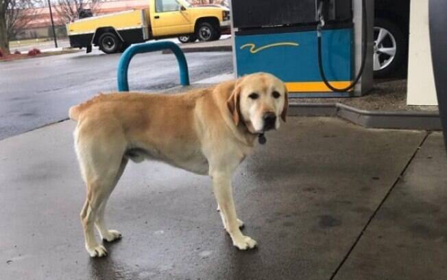O cachorro estava no posto de gasolina sozinho e parecia perdido