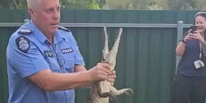 “Operação Crocodilo”: réptil de 1 metro é capturado em varanda
